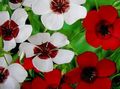 Foto Scharlach Flachs, Roter Lein, Blühenden Flachs Gartenblumen wächst und Merkmale
