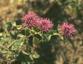 Foto Scharlach Monardella, Kolibri Coyote Minze Gartenblumen wächst und Merkmale