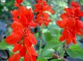 Foto Scharlach Salbei, Rot Salbei, Rote Salvia Gartenblumen wächst und Merkmale