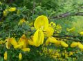 Foto Scotch Besen, Broomtops, Gemeinsame Besen, Europäische Besen, Irische Besen Gartenblumen wächst und Merkmale