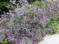 Photo Sea lavender Garden Flowers growing and characteristics