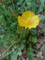 Photo Sea Poppy, Horned Poppy Garden Flowers growing and characteristics