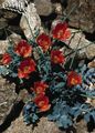 Photo Sea Poppy, Horned Poppy Garden Flowers growing and characteristics