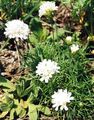 Photo Sea thrift Garden Flowers growing and characteristics
