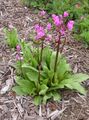 Photo Shooting star, American Cowslip, Indian Chief, Rooster Heads, Pink Flamingo Plant Garden Flowers growing and characteristics