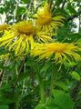 Photo Showy Elecampagne, Elecampane Magnificent Garden Flowers growing and characteristics