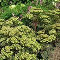 Photo Showy Stonecrop Garden Flowers growing and characteristics