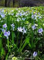 Photo Siberian squill, Scilla Garden Flowers growing and characteristics