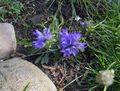 Photo Silvery Dwarf Harebell Garden Flowers growing and characteristics