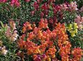 Photo Snapdragon, Weasel's Snout Garden Flowers growing and characteristics
