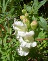 white Garden Flowers Snapdragon, Weasel's Snout, Antirrhinum characteristics, Photo
