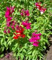 red Garden Flowers Snapdragon, Weasel's Snout, Antirrhinum characteristics, Photo