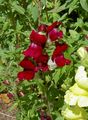 burgundy Garden Flowers Snapdragon, Weasel's Snout, Antirrhinum characteristics, Photo