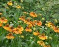 Photo Sneezeweed, Helen's Flower, Dogtooth Daisy  growing and characteristics