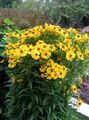 Photo Sneezeweed, Helen's Flower, Dogtooth Daisy  growing and characteristics