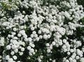Foto Sneezewort, Sonnenbraut, Brideflower Gartenblumen wächst und Merkmale