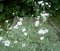 бял Градински цветове Сняг През Лятото, Cerastium характеристики, снимка