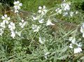 white Garden Flowers Snow-in-summer, Cerastium characteristics, Photo