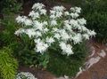hvit Hage blomster Snow-On-The-Fjellet, Euphorbia marginata kjennetegn, Bilde