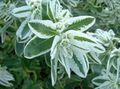 ホワイト 庭の花 雪·オン·マウンテン, Euphorbia marginata 特性, フォト