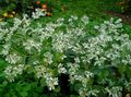 weiß Gartenblumen Schnee-On-The-Berg, Euphorbia marginata Merkmale, Foto