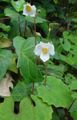Photo Snow Poppy, Chinese Bloodroot Garden Flowers growing and characteristics