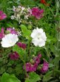 Foto Snowcup, Spornte Anoda, Wilde Baumwolle Gartenblumen wächst und Merkmale