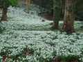 Photo Snowdrop Garden Flowers growing and characteristics