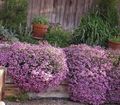рожевий Садові Квіти Мильнянка, Saponaria характеристика, Фото
