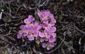 Foto Solms-Laubachia Gartenblumen wächst und Merkmale