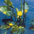 Foto Südlichen Spatterdock, Gelb Teich Lilie, Gelbe Kuh Lilie Gartenblumen wächst und Merkmale