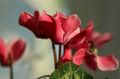 Photo Sow Bread, Hardy Cyclamen Garden Flowers growing and characteristics