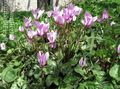 Photo Sow Bread, Hardy Cyclamen Garden Flowers growing and characteristics
