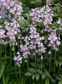 Photo Spanish Bluebell, Wood Hyacinth Garden Flowers growing and characteristics