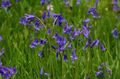 Photo Spanish Bluebell, Wood Hyacinth Garden Flowers growing and characteristics