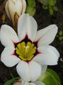 Photo Sparaxis, Harlequin Flower  growing and characteristics