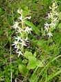 Photo Species Orchid, Lesser Butterfly Orchid, Two-Leafed Platanthera Garden Flowers growing and characteristics