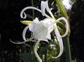 Photo Spider Lily, Ismene, Sea Daffodil Garden Flowers growing and characteristics