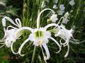 white Garden Flowers Spider Lily, Ismene, Sea Daffodil, Hymenocallis characteristics, Photo