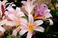 Photo Spider Lily, Surprise Lily Garden Flowers growing and characteristics