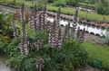 burgundy Garden Flowers Spiny bear's breeches, Acanthus characteristics, Photo