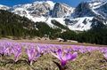 šeřík Zahradní květiny Jarní Louka Šafrán, Bulbocodium vernum charakteristiky, fotografie