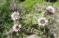 Foto Stemless Carline Gartenblumen wächst und Merkmale