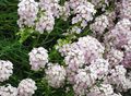 Foto Stonecress, Aethionema Gartenblumen wächst und Merkmale
