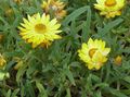 Photo Strawflowers, Paper Daisy  growing and characteristics
