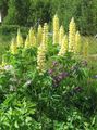 Foto Stream Lupine Gartenblumen wächst und Merkmale