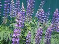 Photo Streamside Lupin Garden Flowers growing and characteristics