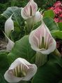 Photo Striped Cobra Lily, Chinese Jack-in-the-Pulpit Garden Flowers growing and characteristics