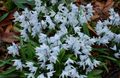 Photo Striped Squill, Snowdrift, Early Stardrift Garden Flowers growing and characteristics