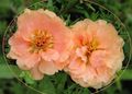 Photo Sun Plant, Portulaca, Rose Moss Garden Flowers growing and characteristics